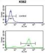 Tetraspanin 2 (TSPAN2) Antibody