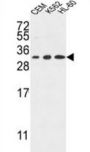 Tetraspanin 2 (TSPAN2) Antibody