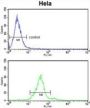 GALNT2 Antibody