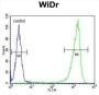 Beta-Glucuronidase (GUSB) Antibody