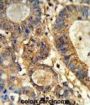 Beta-Glucuronidase (GUSB) Antibody