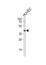 T-Box Protein 1 (TBX1) Antibody