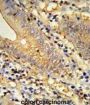 TSPAN33 Antibody
