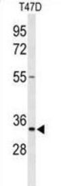 TSPAN33 Antibody