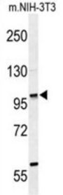 Zinc Finger Protein 451 (ZNF451) Antibody