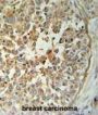 TM173 Antibody