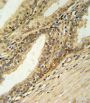 DFFB Antibody