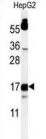 TYROBP Antibody
