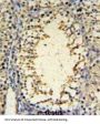 U3 Small Nucleolar Ribonucleoprotein Protein IMP3 (IMP3) Antibody
