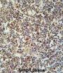 CMRF35-Like Molecule 1 (CLM1) Antibody