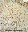 DNA-Binding Protein Inhibitor ID-4 (ID4) Antibody