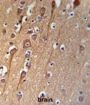 CI091 Antibody