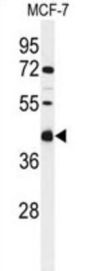 CI091 Antibody