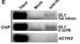 HA Tag Antibody