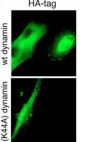 HA Tag Antibody