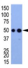 HA Tag Antibody