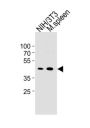 M CCNB1 Antibody