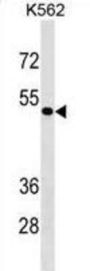 ZNF733 Antibody