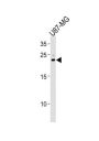 CNTF Antibody
