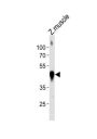 DANRE actba Antibody