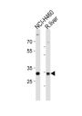 Calbindin 1 (CALB1) Antibody