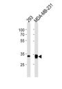 GOLPH3 Antibody