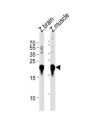 DANRE park7 Antibody