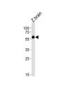 DANRE foxh1 Antibody