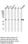 Cyclic AMP-Responsive Element Binding Protein 3-Like Protein 4 (CREB3L4) Antibody
