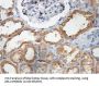 ADP-Ribosylation Factor-Like 1 (ARL1) Antibody