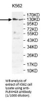 Pleckstrin Homology Domain-Containing Family G Member 3 (PLEKHG3) Antibody