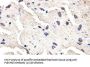 Pleckstrin Homology Domain-Containing Family G Member 3 (PLEKHG3) Antibody