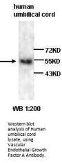 Vascular Endothelial Growth Factor A (VEGFA) Antibody