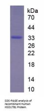 Human 17-Beta-Hydroxysteroid Dehydrogenase Type 1 (HSD17b1) Protein