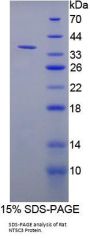 Rat 5'-Nucleotidase, Cytosolic III (NT5C3) Protein