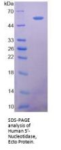 Human 5'-Nucleotidase / CD73 (NT5E) Protein