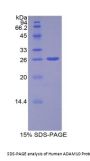 Human A Disintegrin And Metalloprotease 10 (ADAM10) Protein
