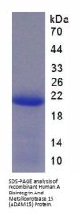 Human A Disintegrin And Metalloprotease 15 (ADAM15) Protein