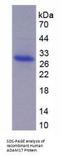 Human A Disintegrin And Metalloprotease 17 (ADAM17) Protein