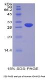 Human A Disintegrin And Metalloprotease 20 (ADAM20) Protein