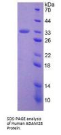 Human A Disintegrin And Metalloprotease 28 (ADAM28) Protein