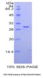 Rat A Disintegrin And Metalloprotease 6 (ADAM6) Protein