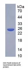Rat Acetylcholinesterase (AChE) Protein