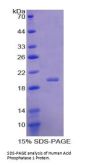 Human Acid Phosphatase 1 (ACP1) Protein