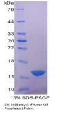 Human Acid Phosphatase 1 (ACP1) Protein