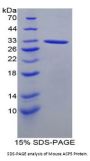 Mouse Tartrate-Resistant Acid Phosphatase 5 / TRACP5 (ACP5) Protein