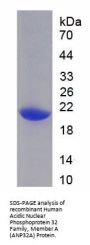 Human Acidic Nuclear Phosphoprotein 32 Family, Member A (ANP32A) Protein