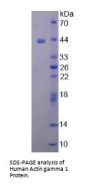 Human Actin Gamma 1 (ACTg1) Protein