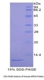 Mouse Actin Related Protein 2/3 Complex Subunit 4 (ARPC4) Protein