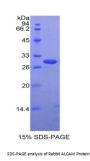 Rabbit Activated Leukocyte Cell Adhesion Molecule / CD166 (ALCAM) Protein